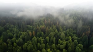 ctccomm_an_aerial_photo_of_a_mountainous_forest_mix_of_conifers_de086a20-18f8-442b-91c0-0425b5eef151-3